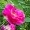 Rosa_Gallica